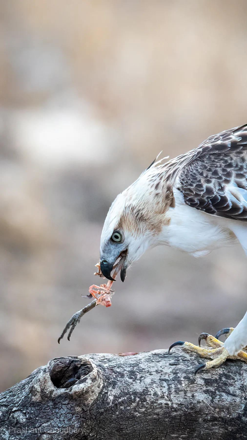 Bird hunting in the forest