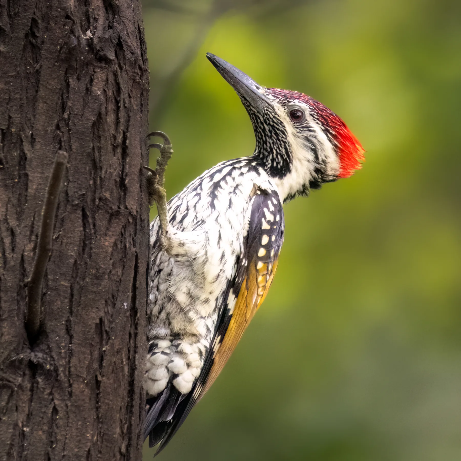 Flameback woodpecker in Panna