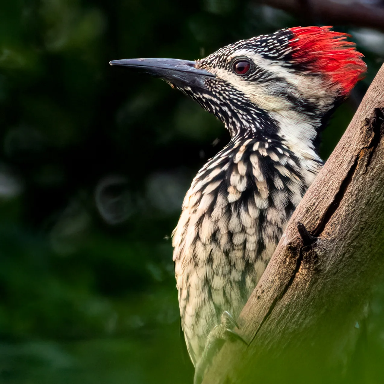 Flameback woodpecker on a tree