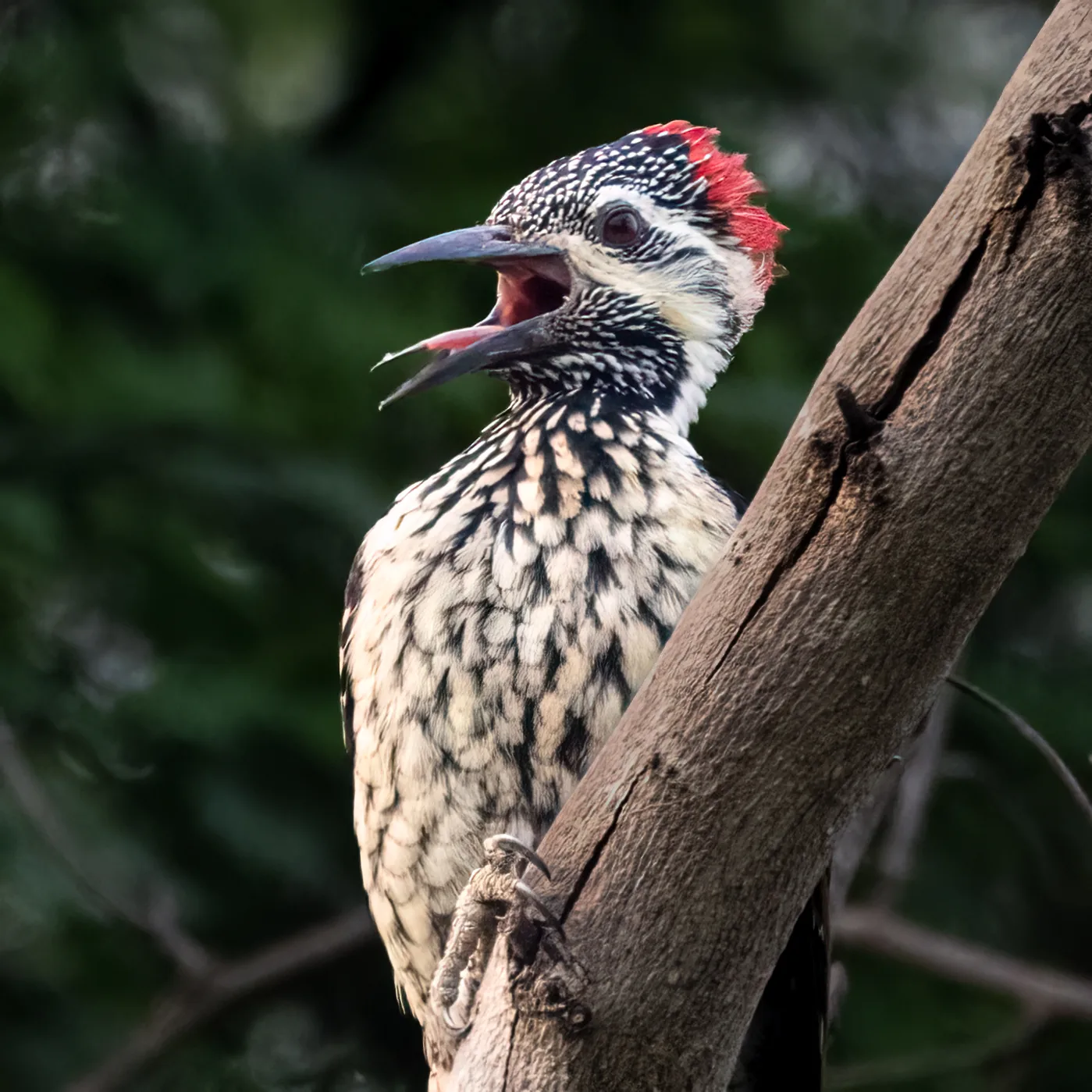 Flameback woodpecker portrait