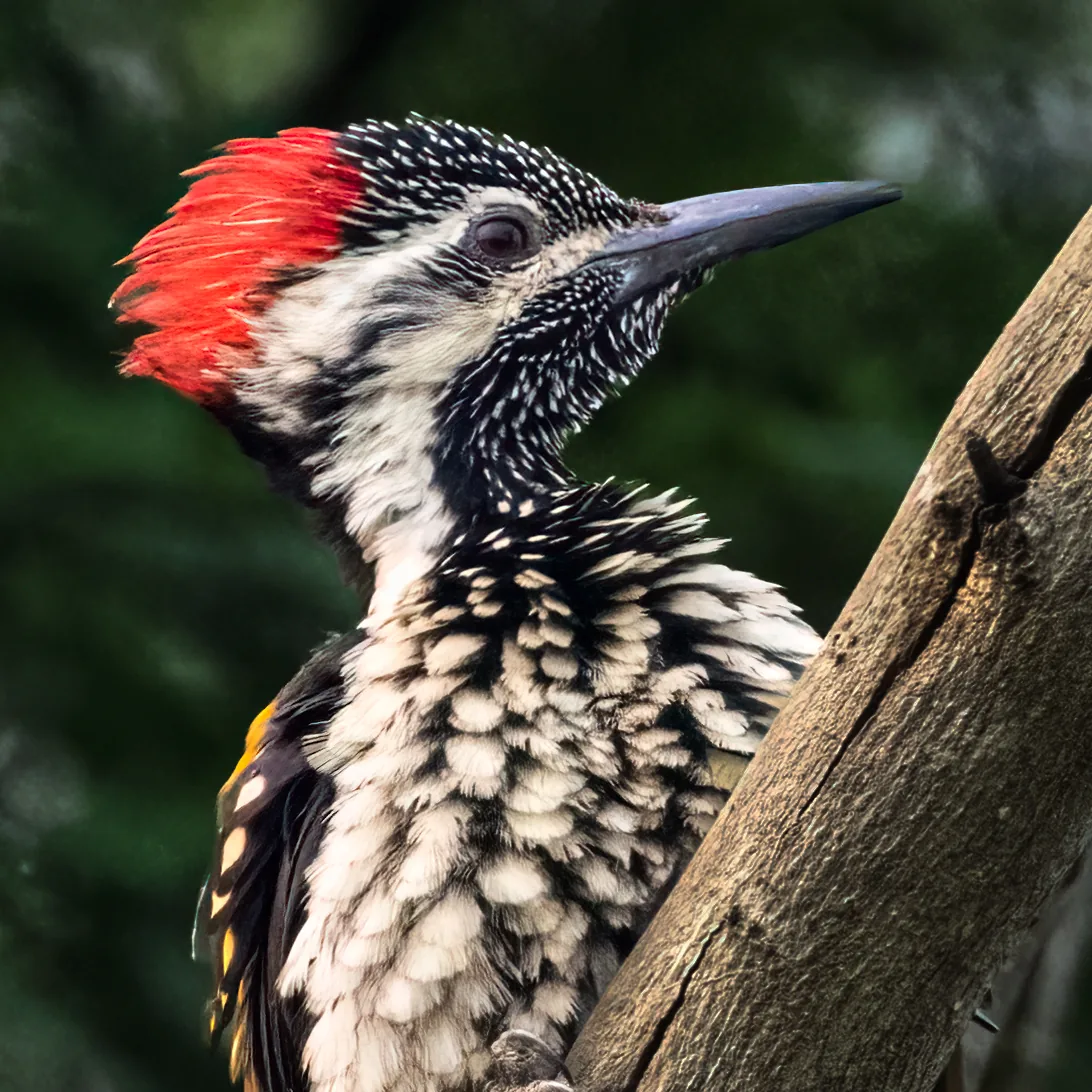 Flameback woodpecker in the forest