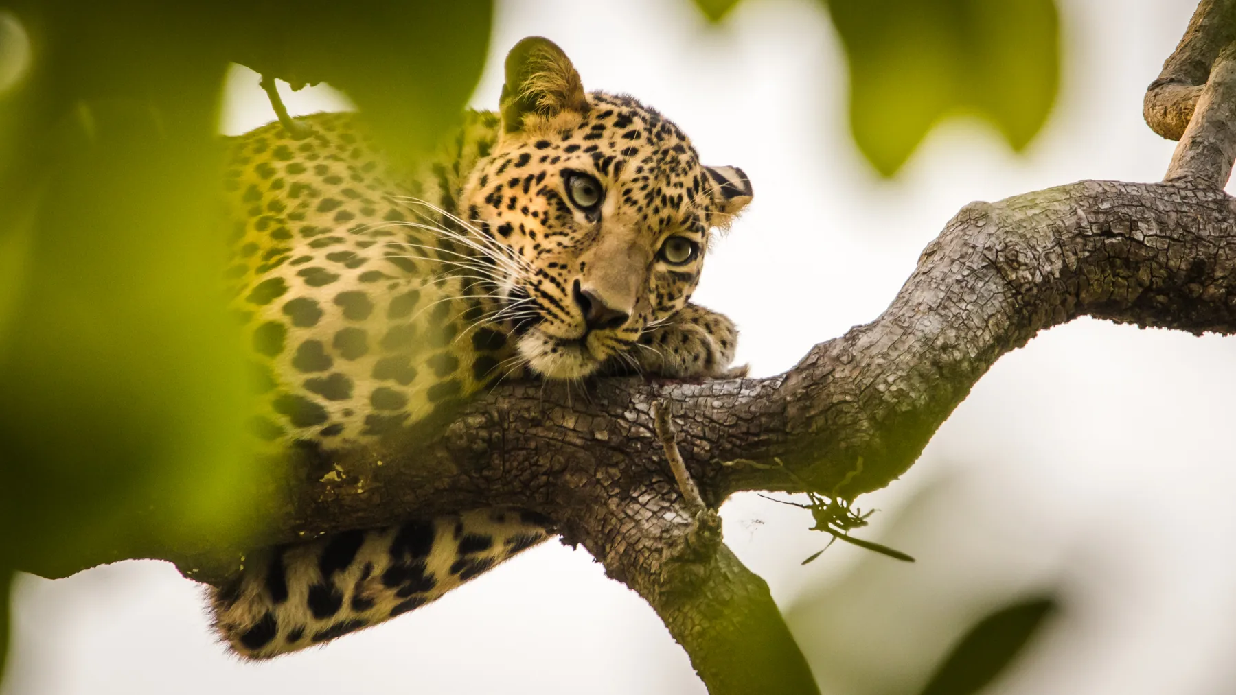 Leopard in the forest canopy