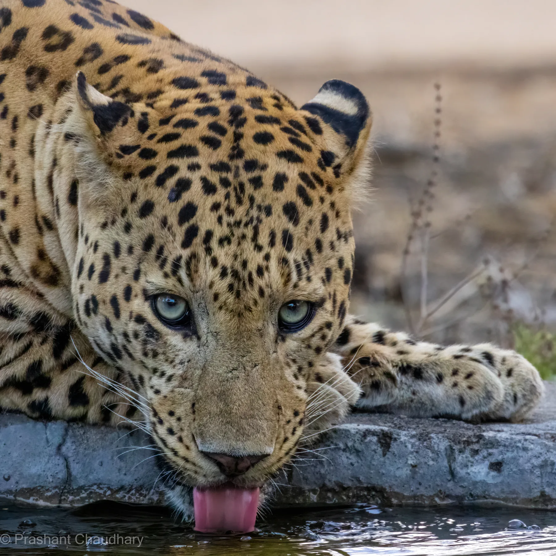Leopard close-up in Panna