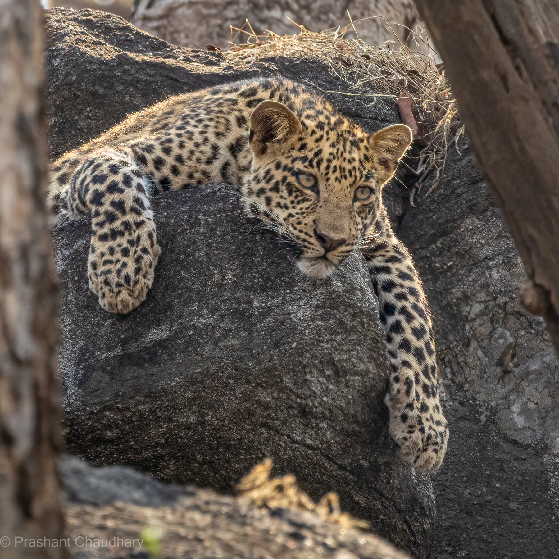 Leopard resting on a rocky outcrop