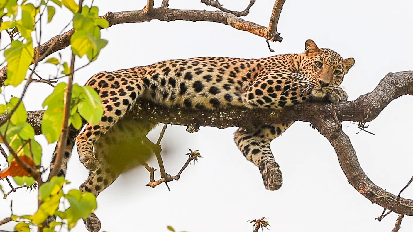 Leopard moving along a tree branch