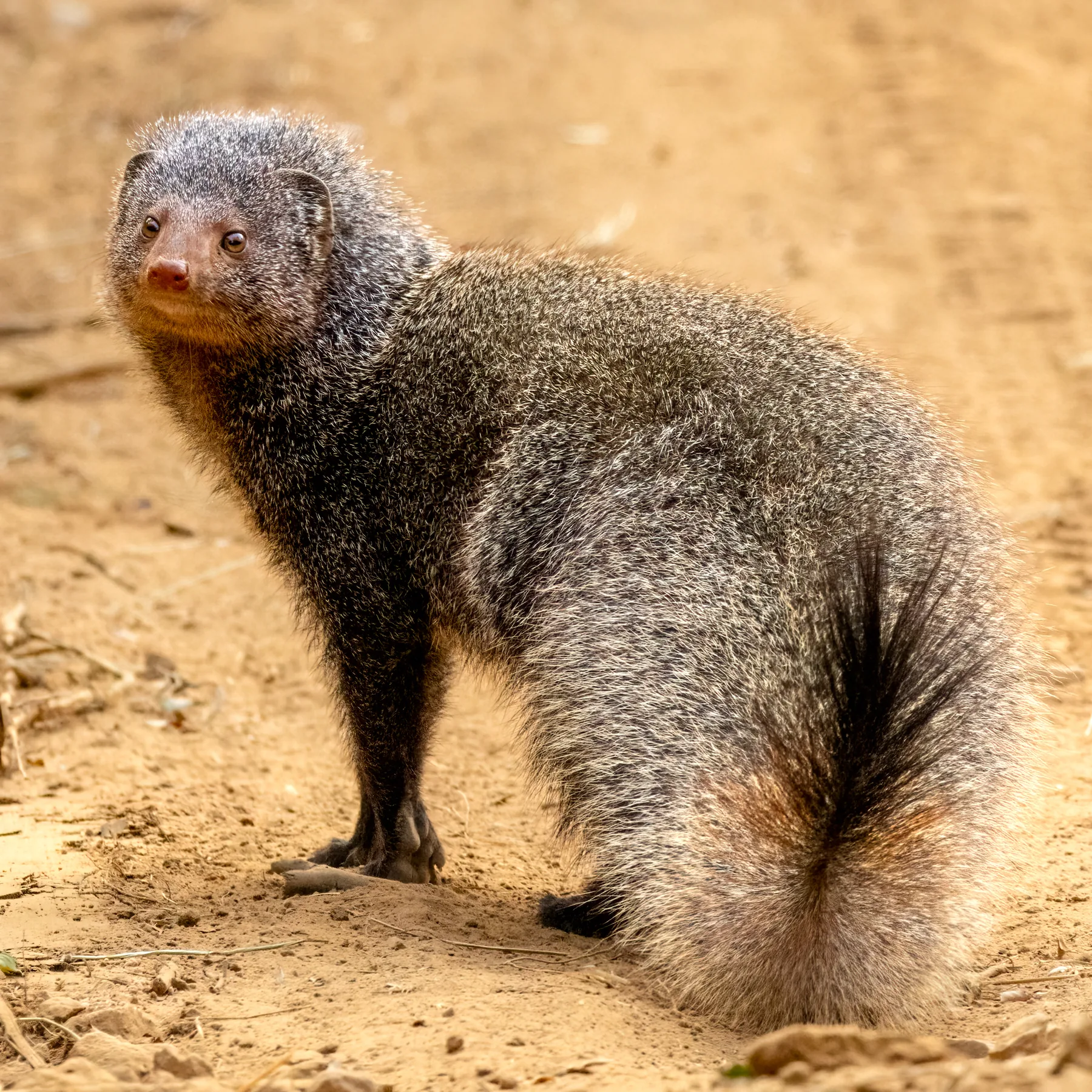 Mongoose in the dry forest