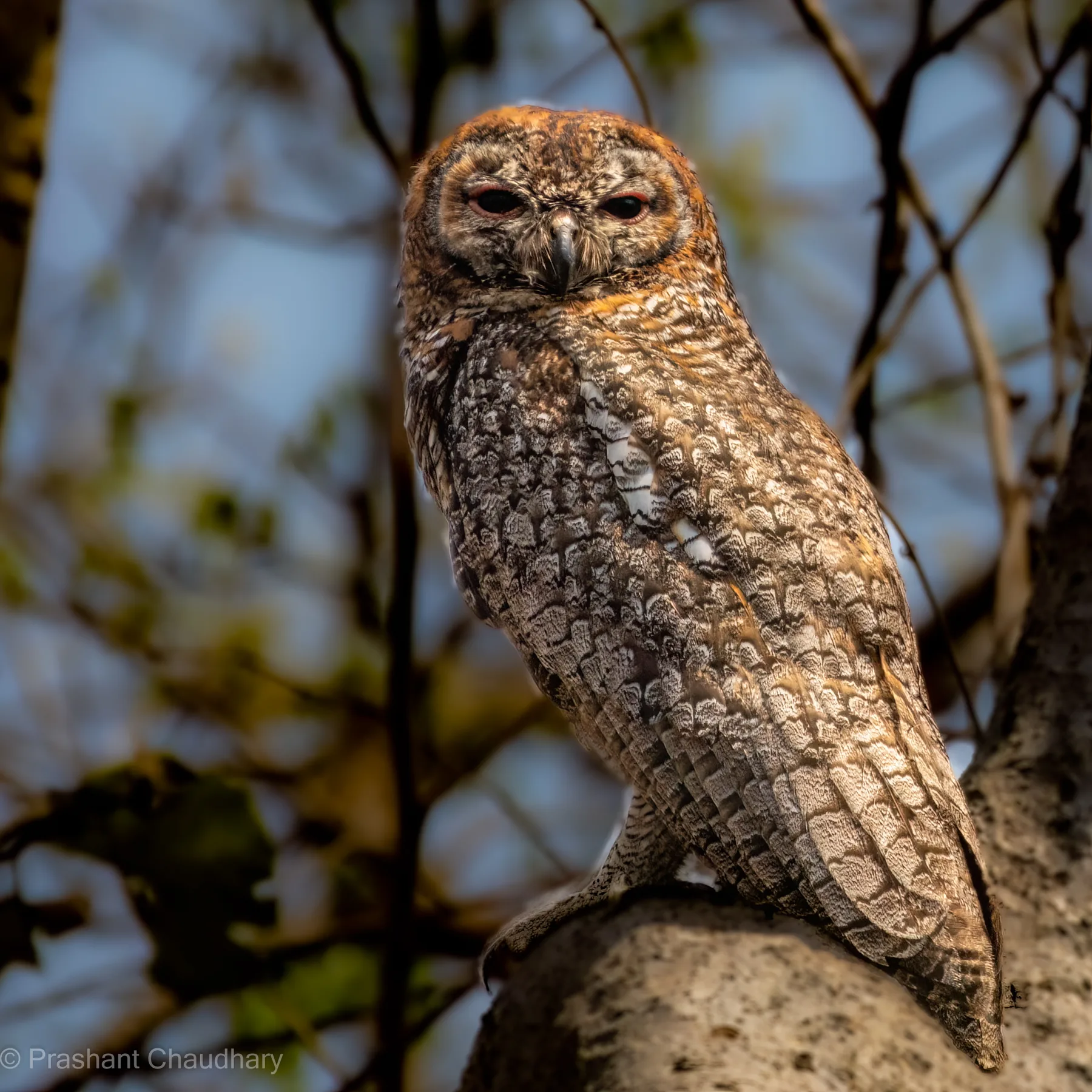 Owl perched on a woodland branch