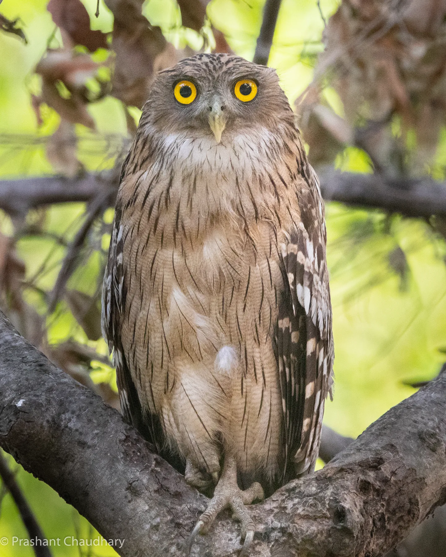 Owl hidden among the forest branches
