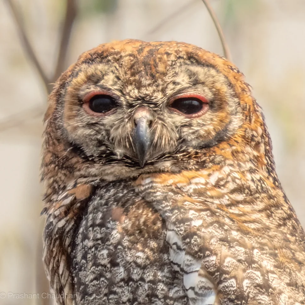 Close portrait of an owl