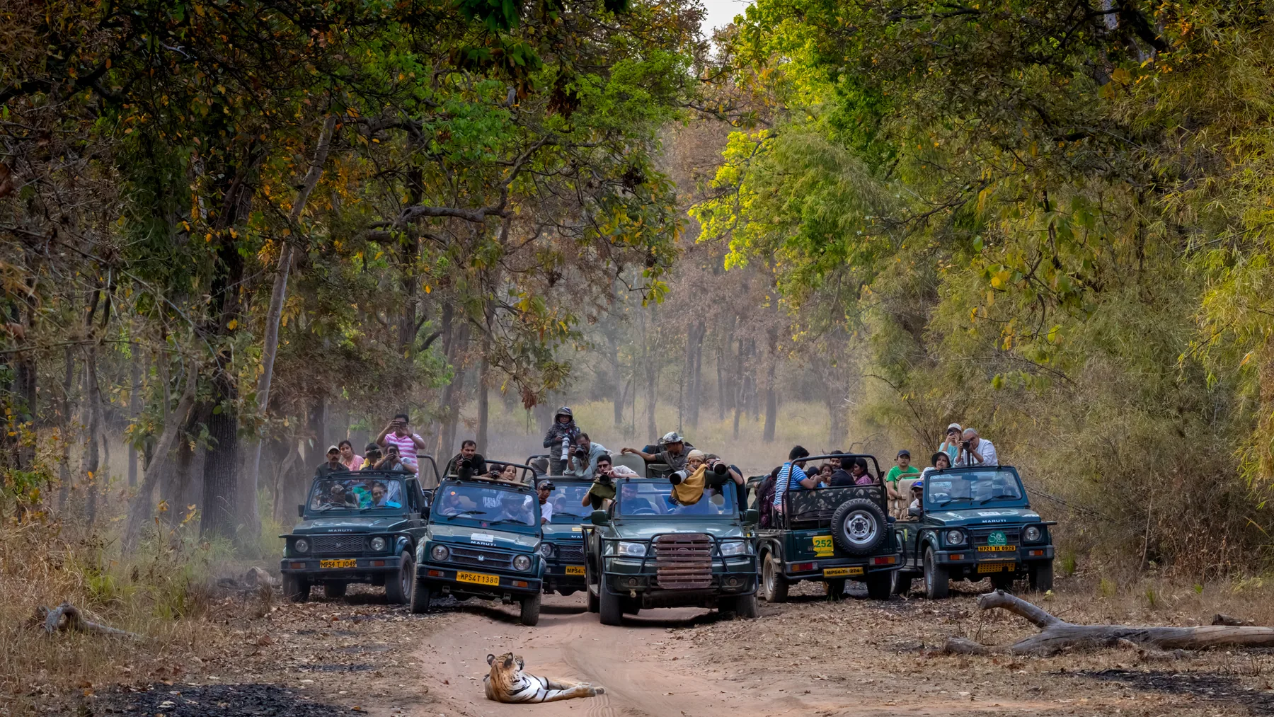 Safari gypsies in the forest of Panna
