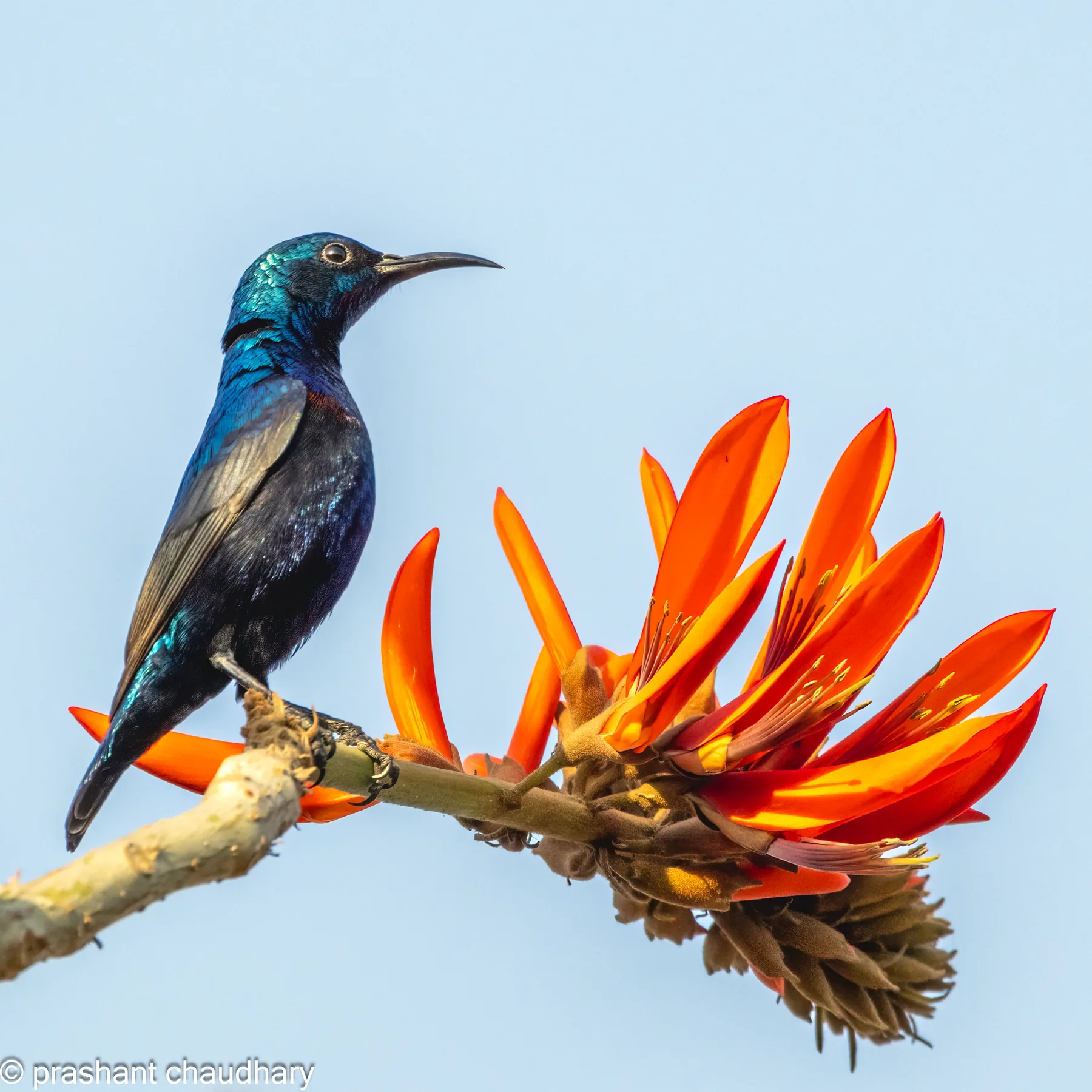 Sunbird photographed in the forest