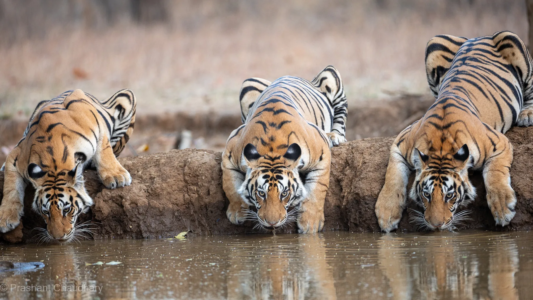 Tiger cubs drinking at a water source