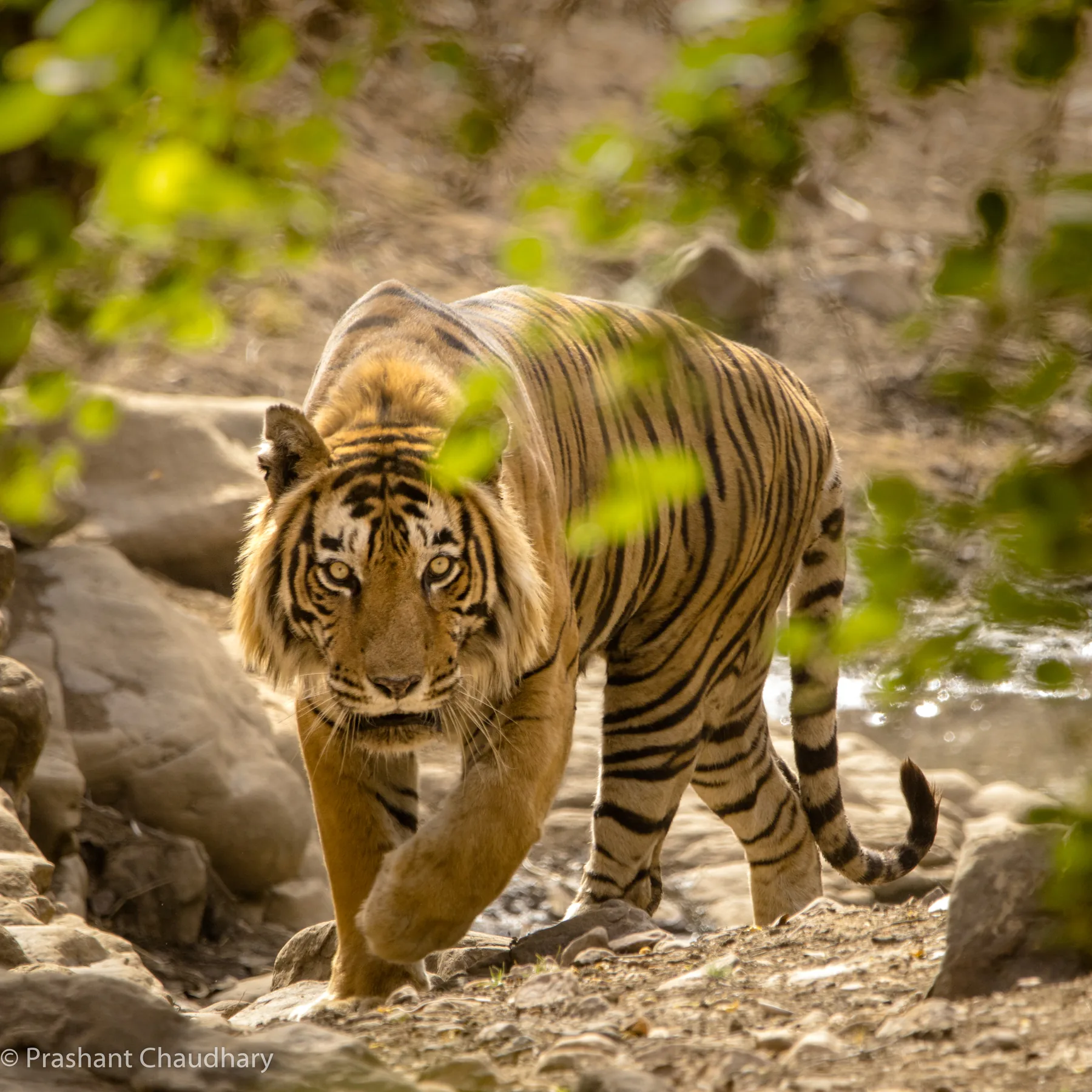Tiger walking along a Panna forest track
