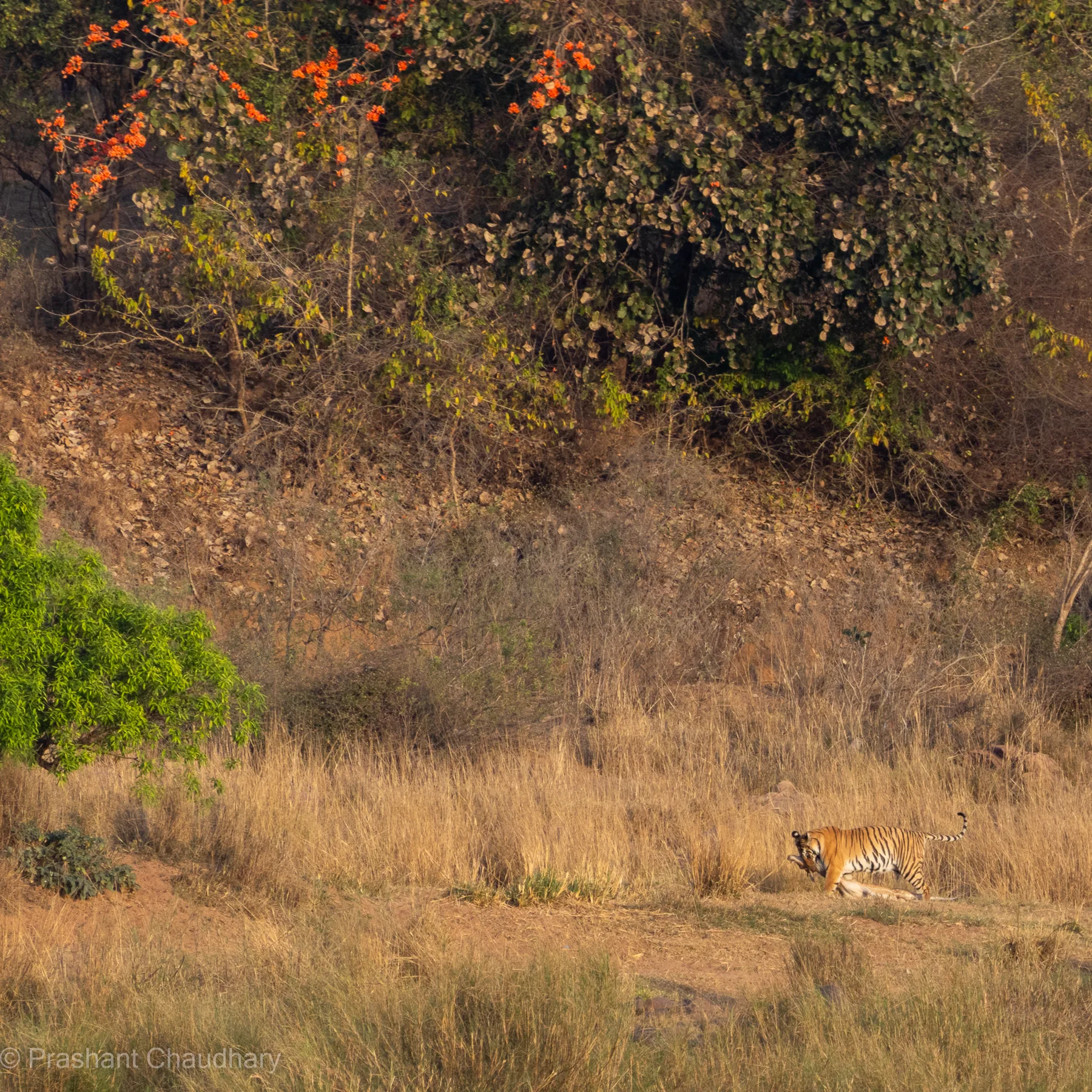 Tiger moving through the open grasslands of Panna