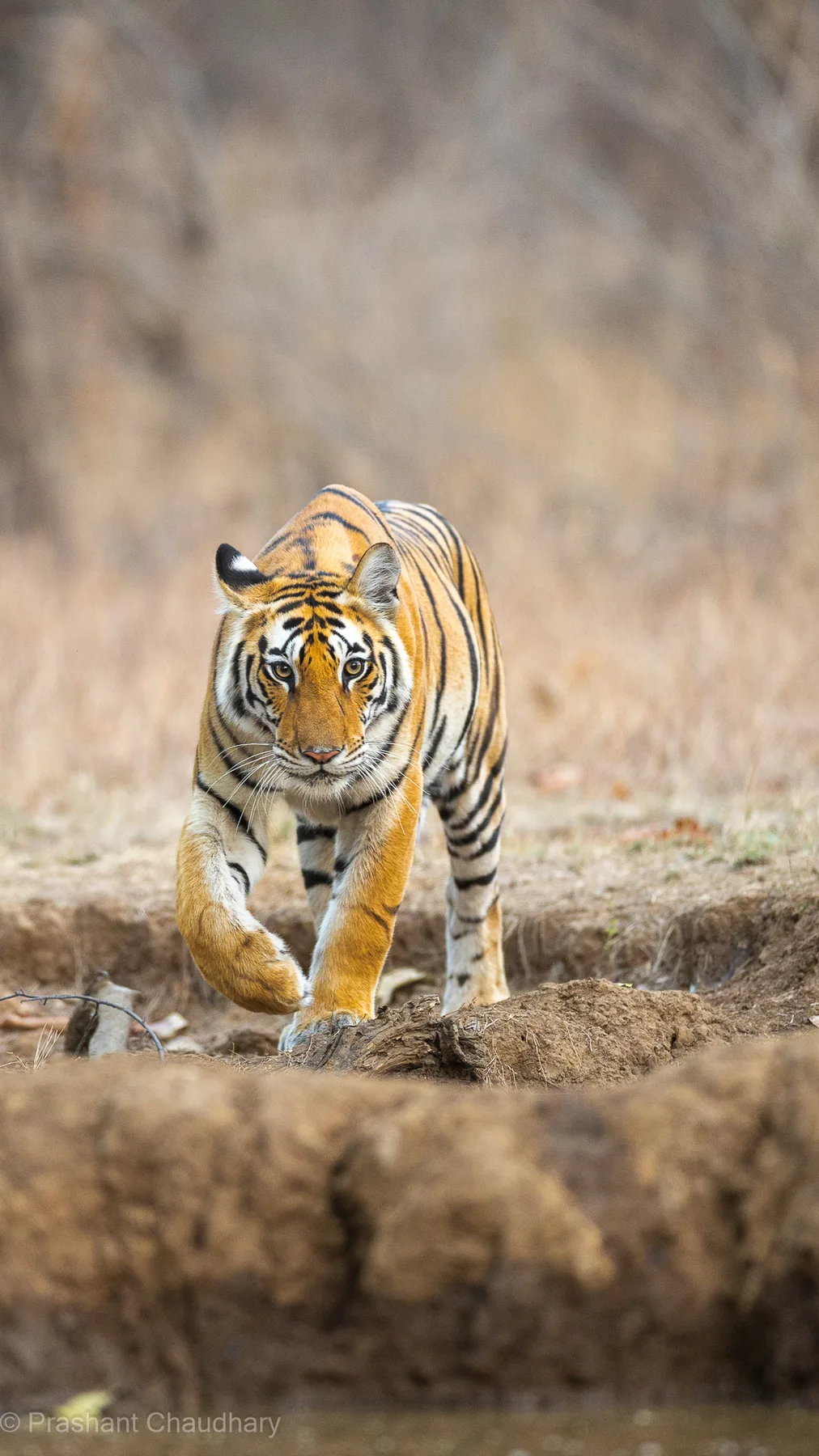 Portrait of a Bengal tiger in Panna