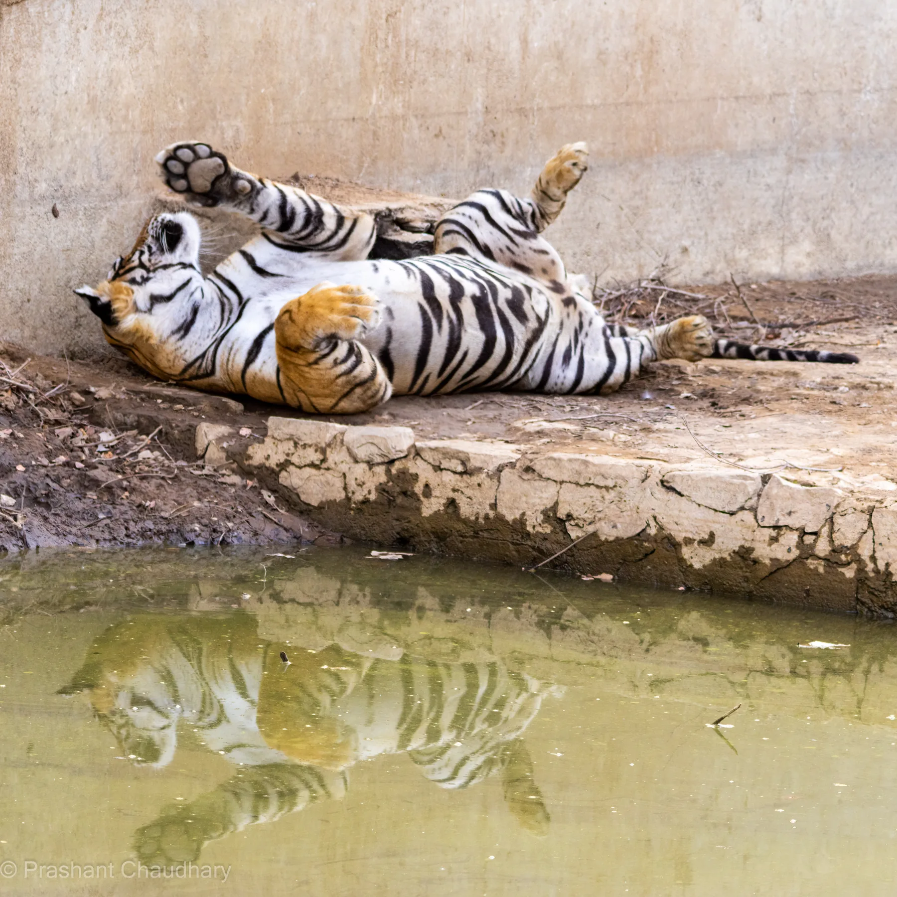 Tiger reflected in a quiet water pool