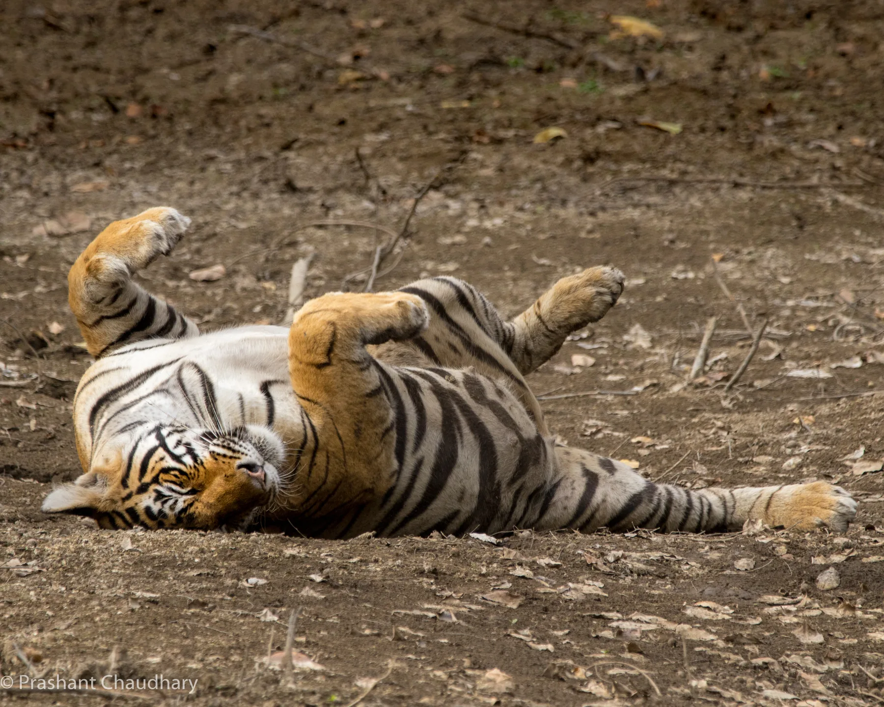 Tiger resting in the dry forest
