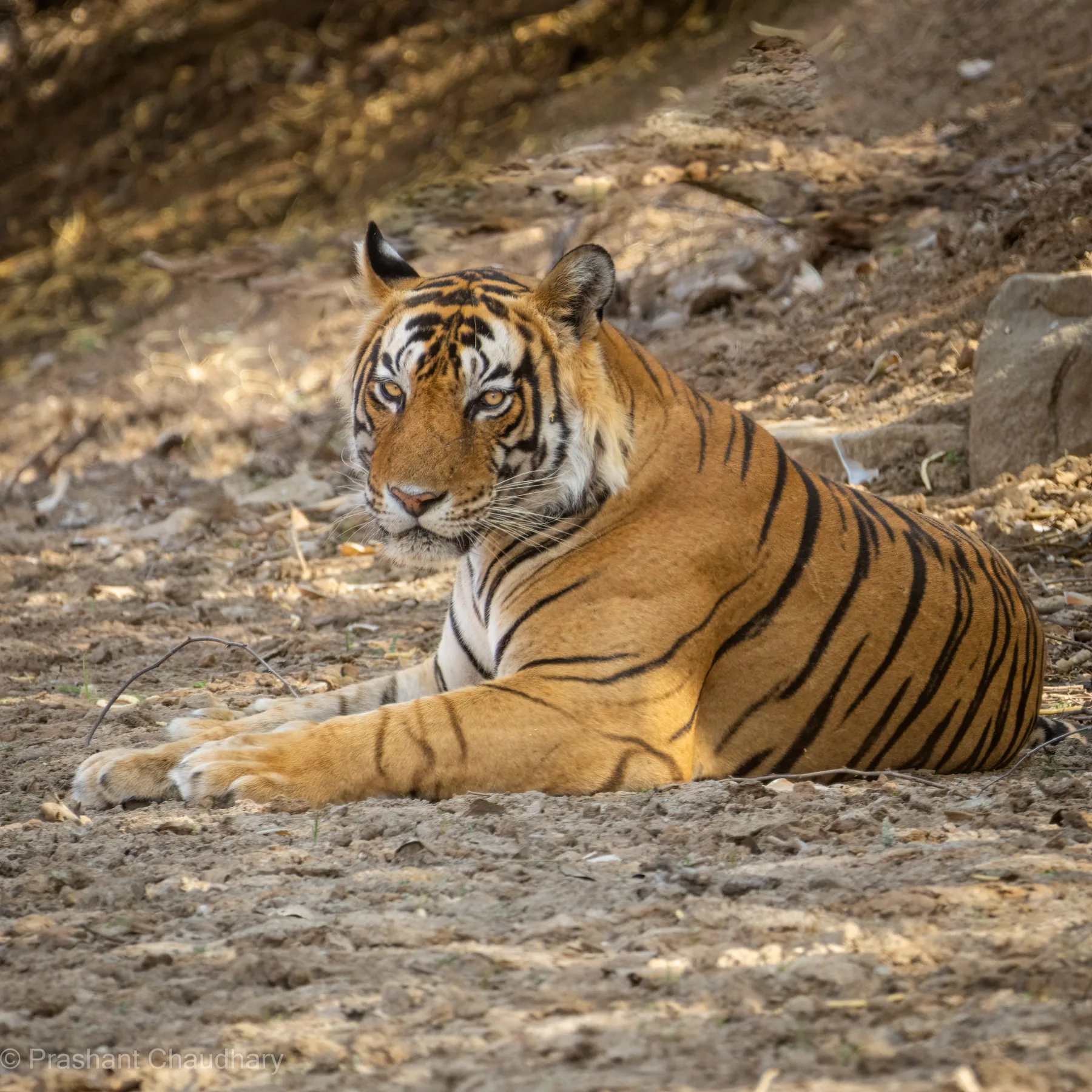 Tiger resting among rocks