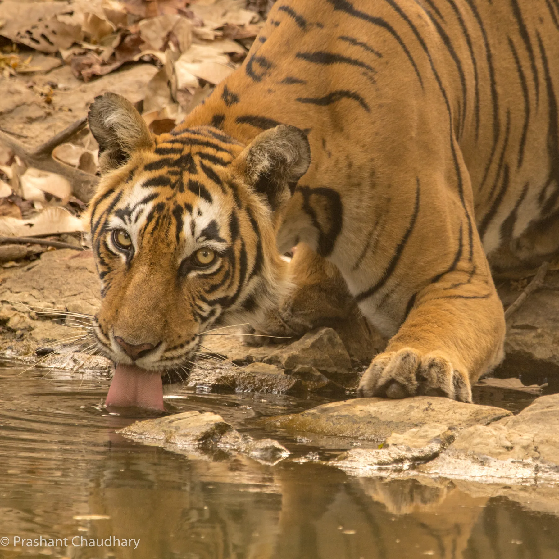 Tiger beside a forest water source