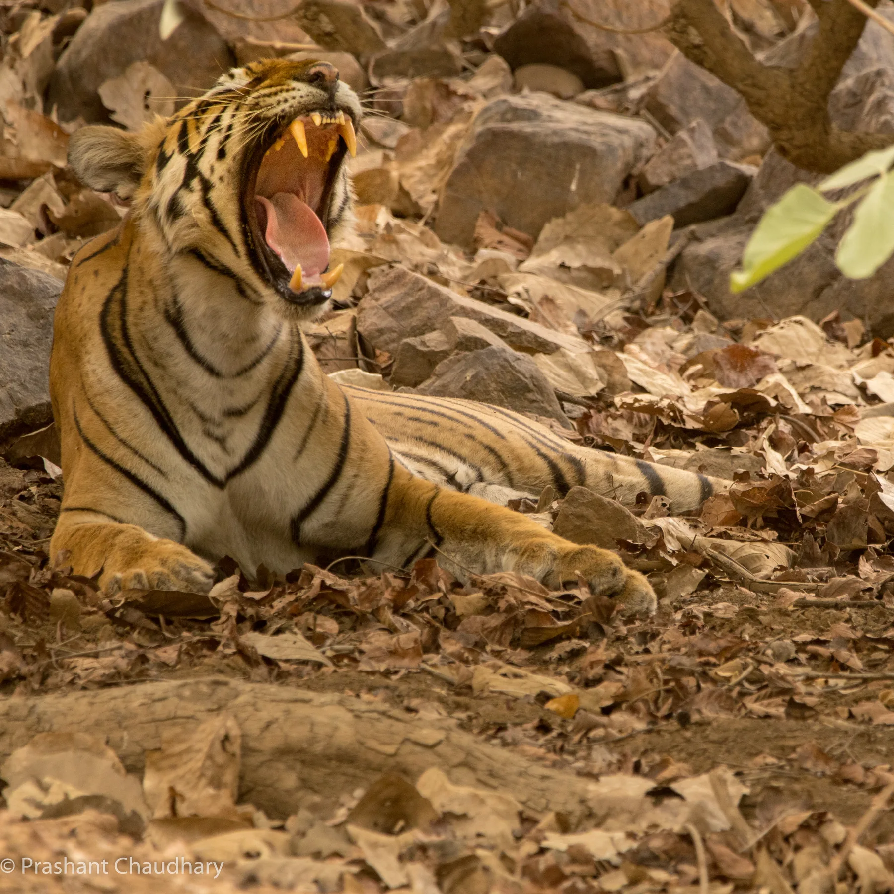 Tiger resting on rocky terrain