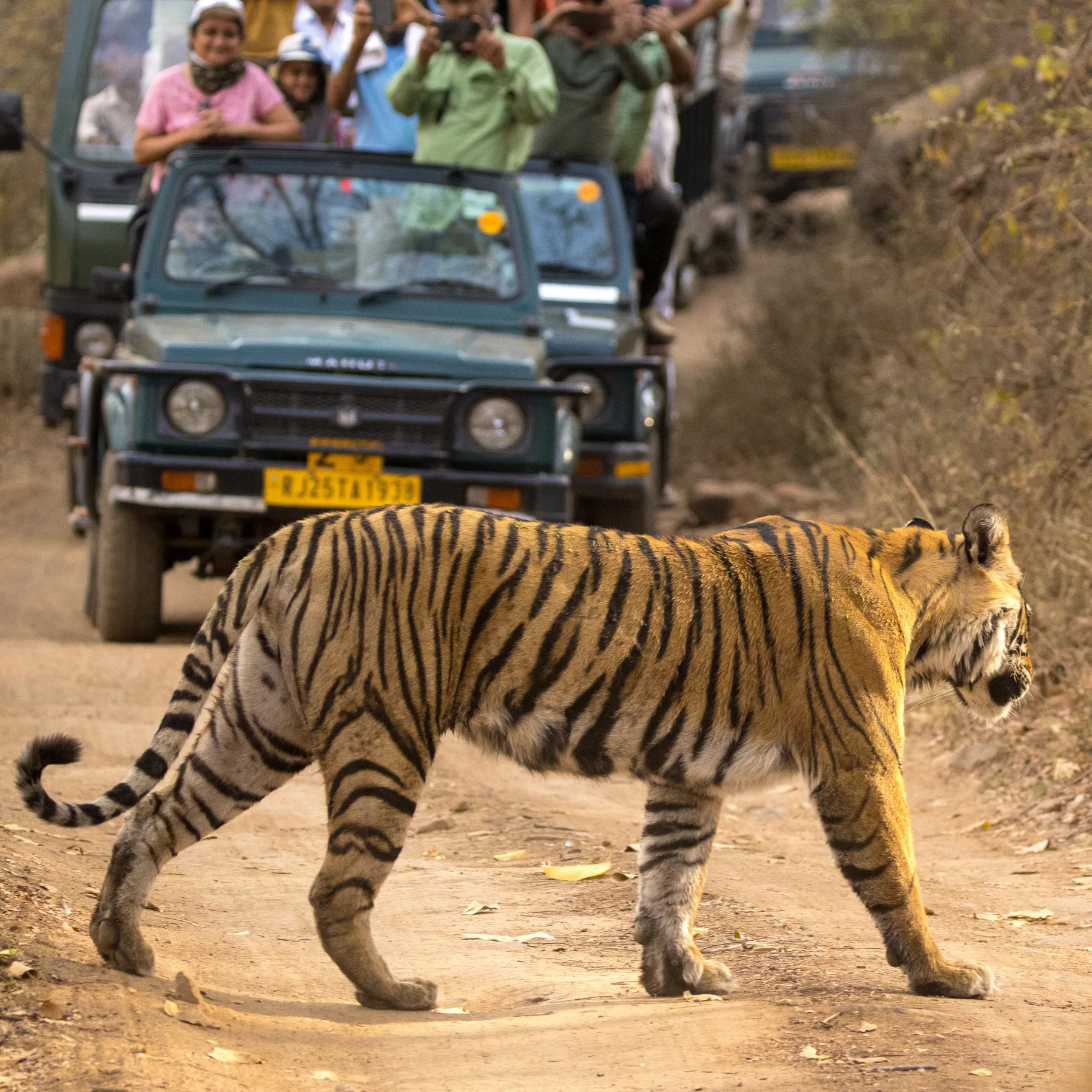 Safari vehicle and tiger encounter