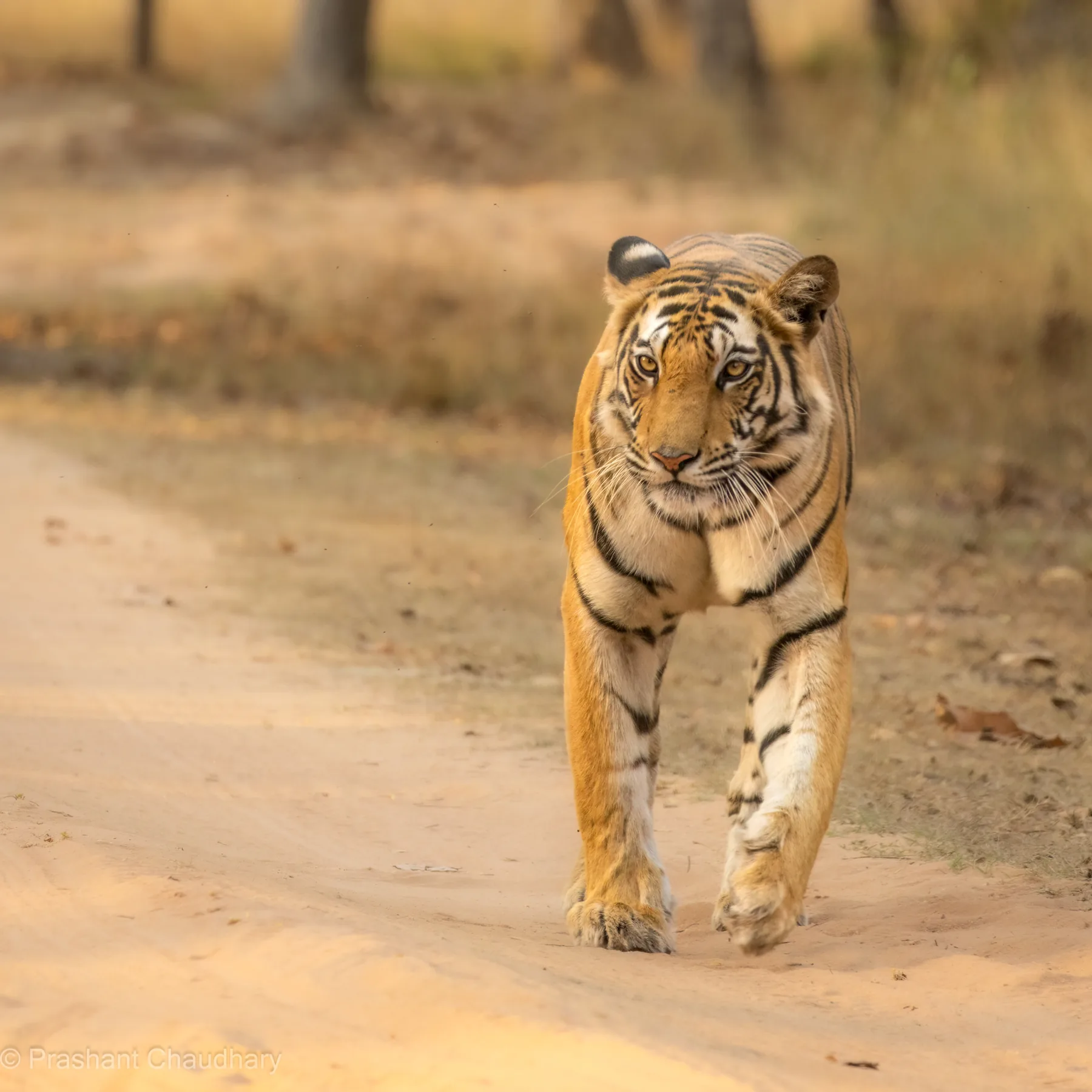 Tiger on a safari track