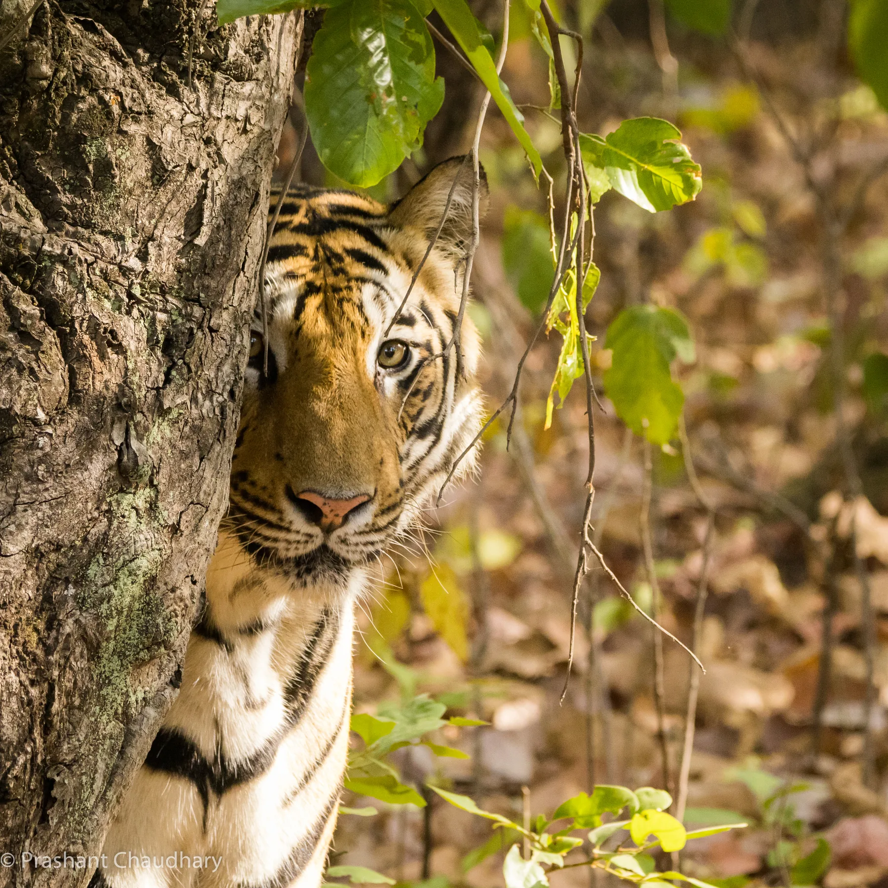 Tiger resting beneath the forest canopy