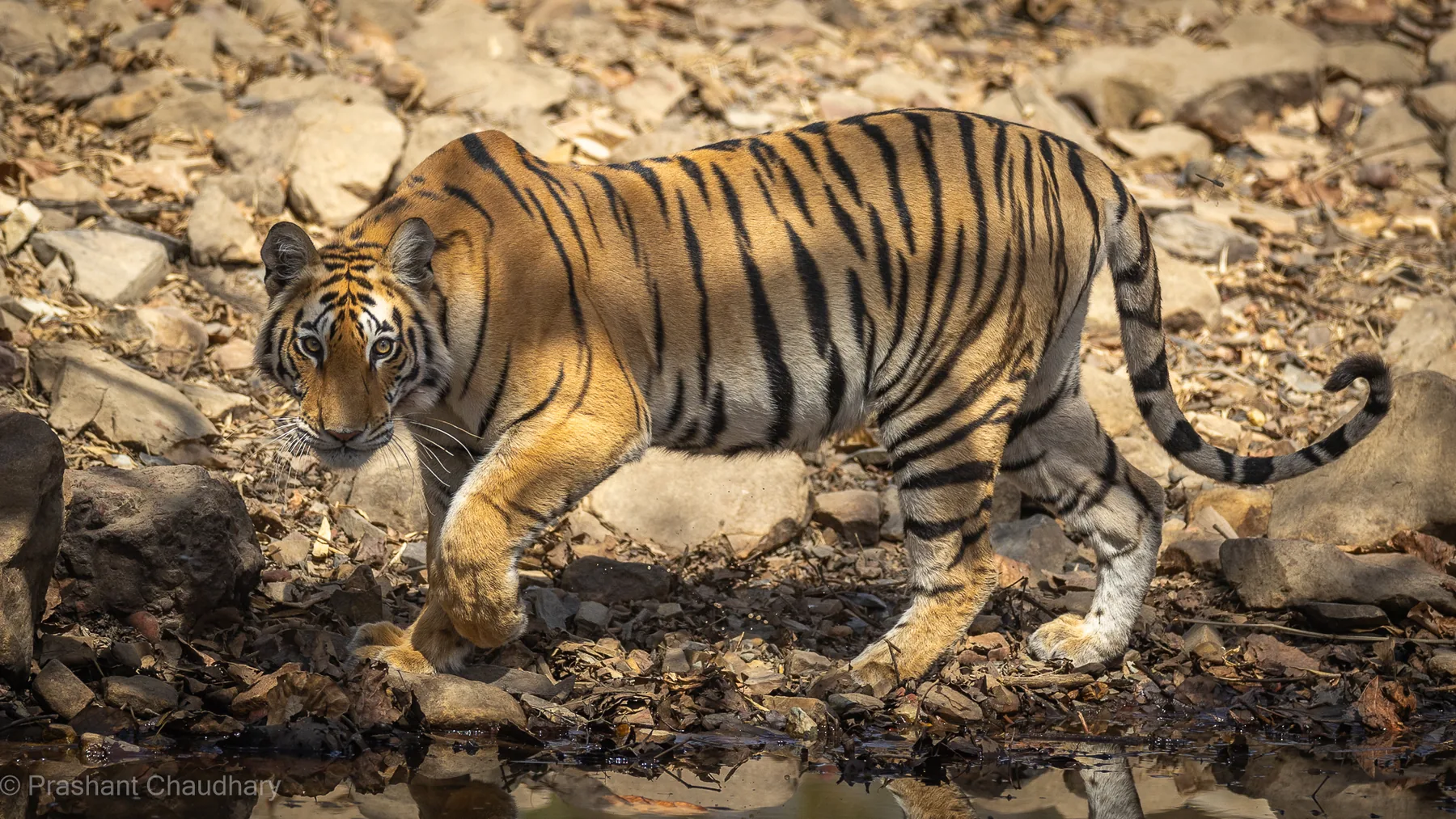 Tiger walking through the rocky forest of Panna Tiger Reserve