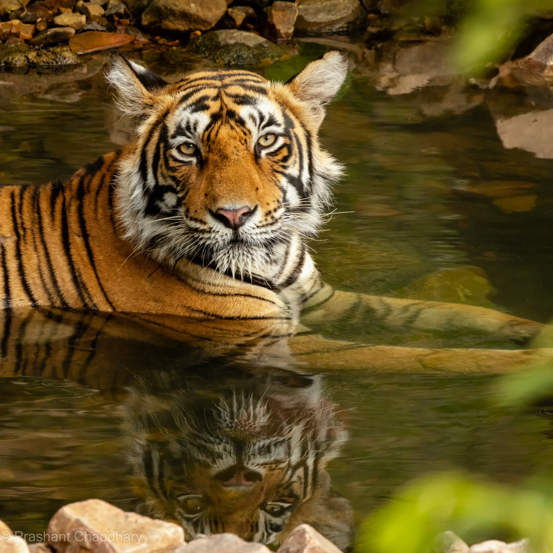 Tiger at the water in Panna Tiger Reserve