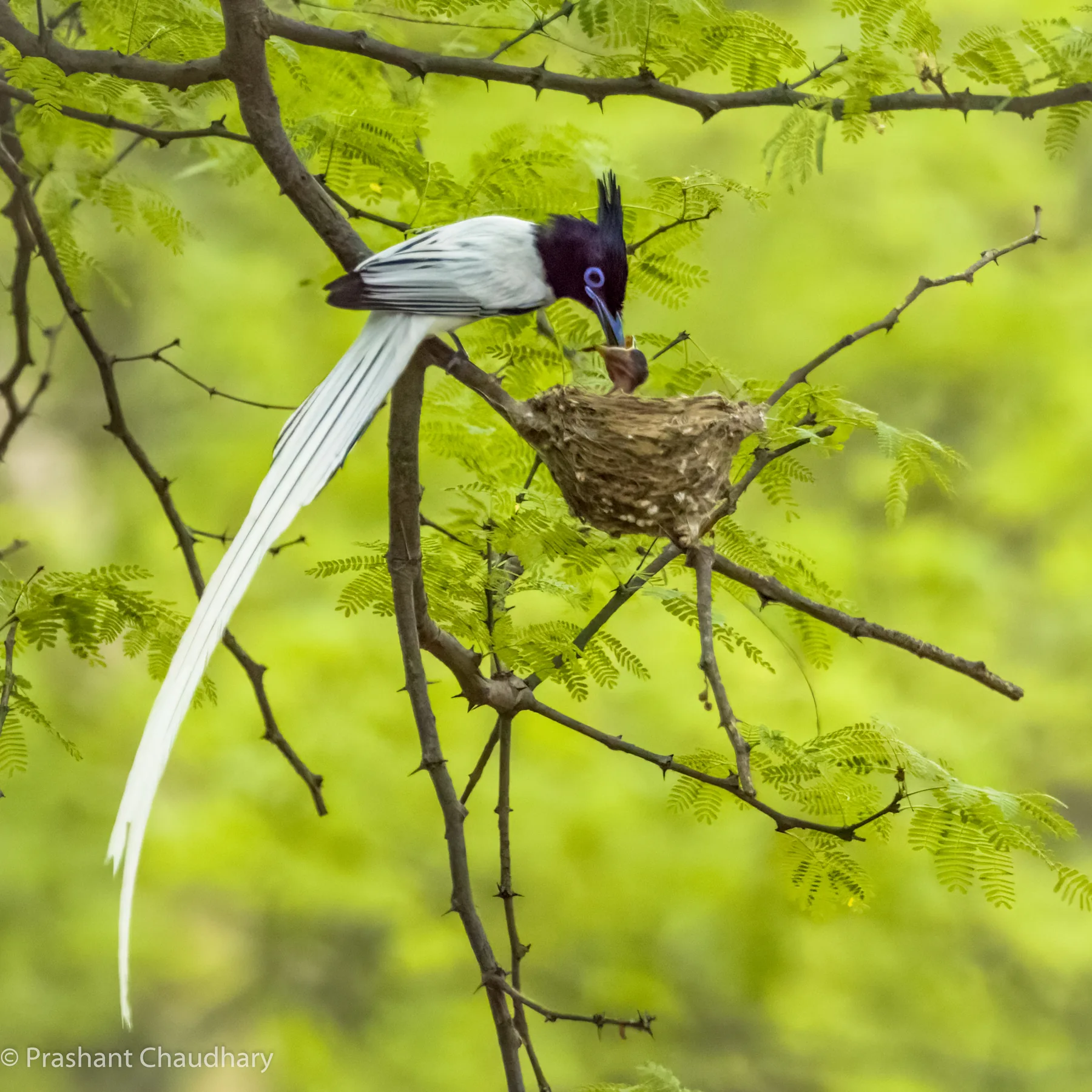 Woodpecker on a forest branch
