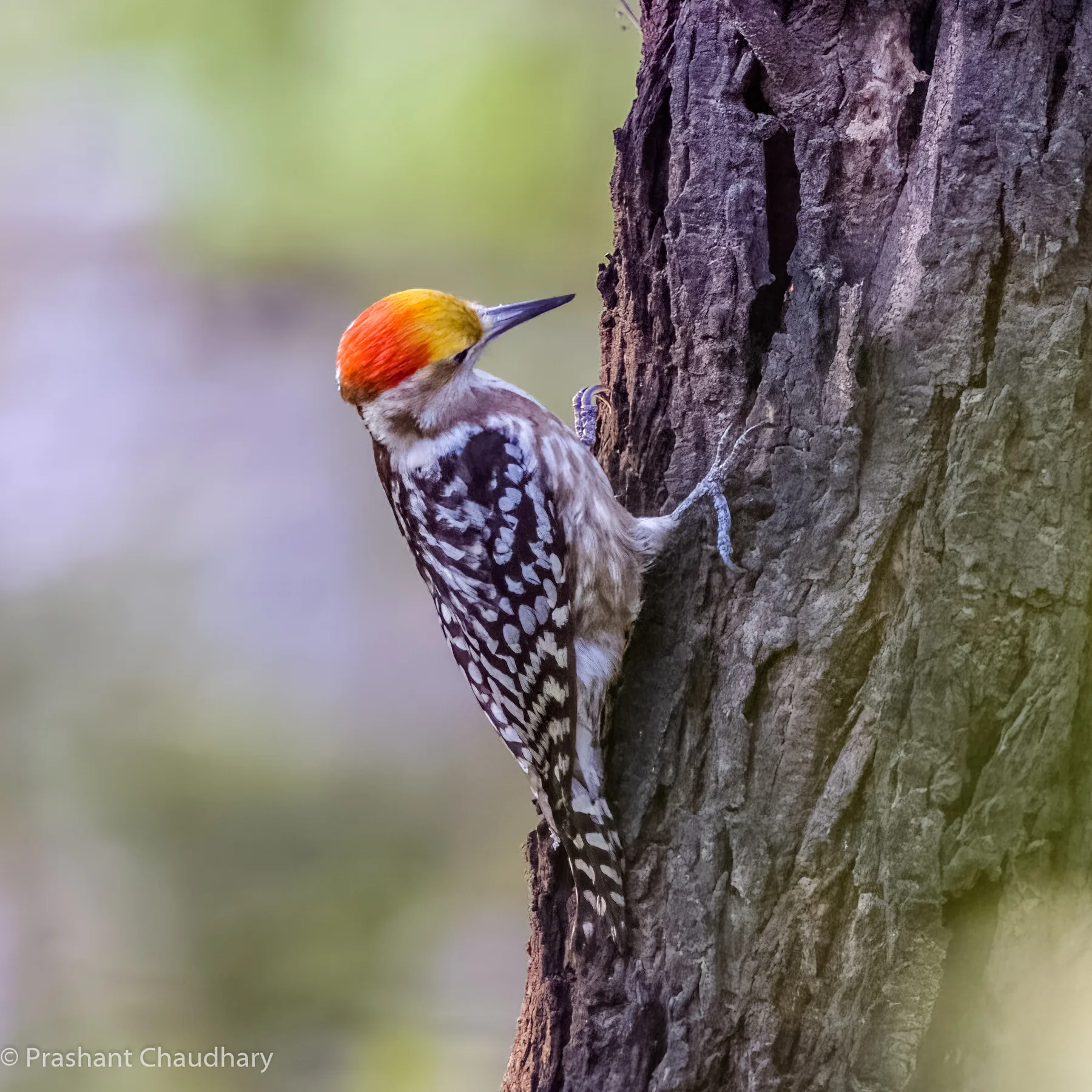 Yellow-crowned woodpecker on a tree